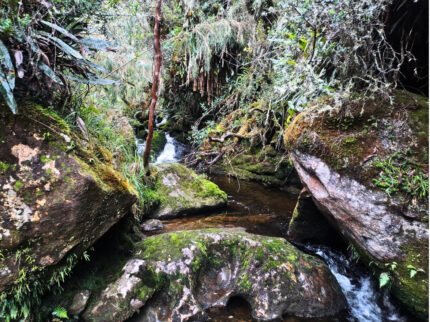 Páramo de Guacheneque ®️